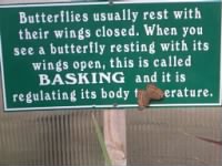 Thumbnail for basking butterfly.jpg