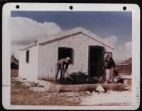 Sgt. David Pulizzi, Chicago Il., (Left) & S/Sgt. John E. Eming, Cleveland, Oh Has The Garden In Front Of Their Stone Hut. 15Th Af In Italy. - Page 1