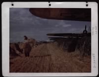 A Pretty English Miss Gathers Oats On A Farm In Midst Of Widely Dispersed Boeing B-17S. - Page 1