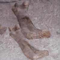 Quarry, Sauropodfemora_2 legs bones side by side.jpg