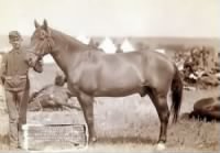 Comanche, 1887, only survivor of Custer's Last Stand.JPG