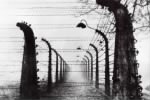 AuschwitzElectrifiedBarbedWireFence.jpg