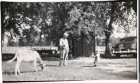 Tow-headed Bobby (we were both blonde until age 6) determined to lead a calf.  Grandfather Harry giving advice..JPG