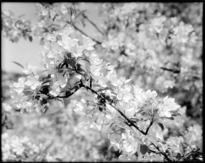 Leon Abdalian Photographs > Large blossom