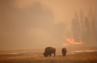 Bison graze in the 1988 fire