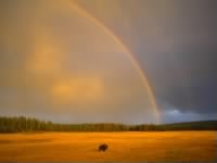 Rainbow and a Bison