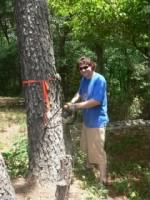 Cutting Down A Tree