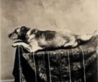The Lincoln family dog, Fido.
