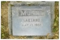 Gaetano Murri - Grave
