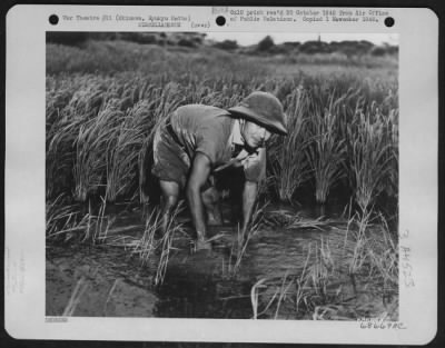 Thumbnail for General > Farmer Plants Rice In Irrigated Soil - The Farmer In His Rice Paddies Is A Familar Sight On The Island Of Okinawa, Ryukyu Retto.