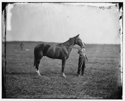 2725 - Culpeper, Virginia. Gen. George G. Meade's horse, 'Baldy'