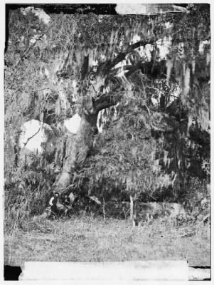 2832 - Port Royal Island, Beaufort, South Carolina. Moss covered tomb over 150 years old on R.B. Rhett's plantation