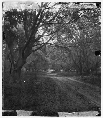 2968 - Port Royal Island, South Carolina. Road through woods