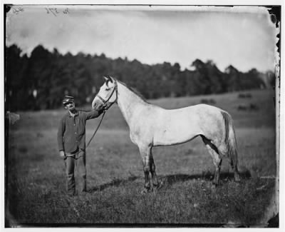 39 - Lt. King's horse