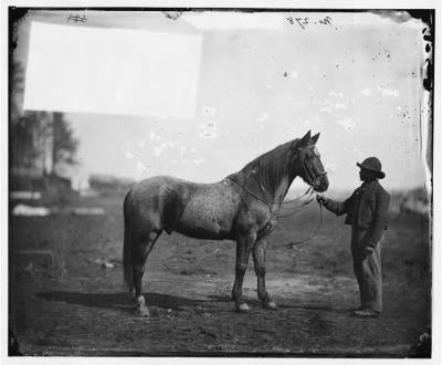 3947 - Brandy Station, Virginia. Capt. Beckwith's horse, headquarters, Army of the Potomac