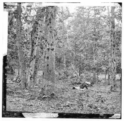 4186 - Gettysburg, Pennsylvania. Battered trees on Culp's Hill
