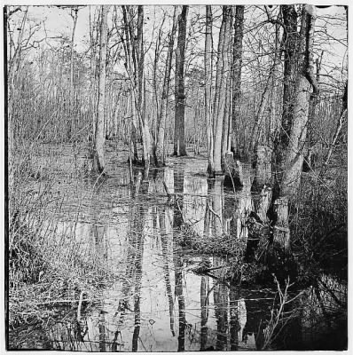 4884 - White Oak Swamp, Va. View