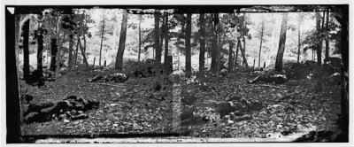 4903 - Gettysburg, Pennsylvania. Scene in the woods at the foot of Round Top