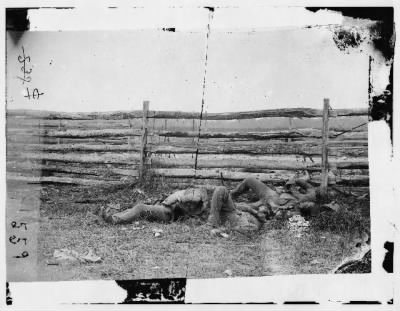 51 - Antietam, Maryland. Dead of Stonewall Jackson's Brigade by rail fence on the Hagerstown pike