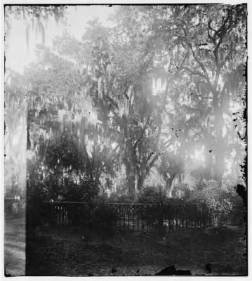 5465 - Savannah, Georgia. View of cemetery