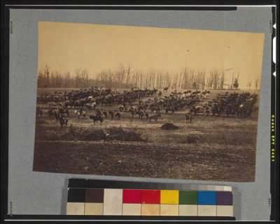5597 - Horse artillery on parade grounds