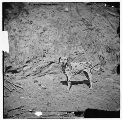 Thumbnail for 5618 - Gen. Rufus Ingalls's dog