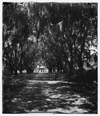 Thumbnail for 5634 - Beaufort, Port Royal Island, South Carolina. Live oak avenue Robert B. Rhett's plantation