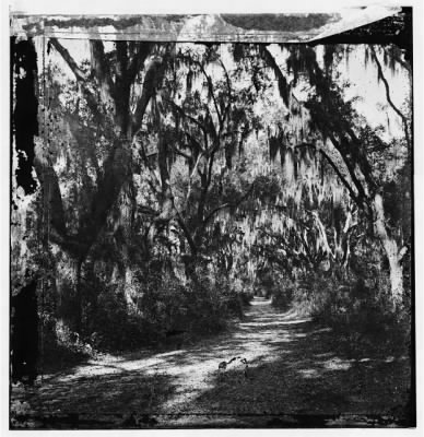 6425 - Port Royal Island, South Carolina (vicinity). Road through woods