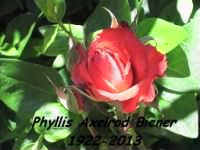 (Mrs. Martin Biener) Phyllis H. Axelrod Biener 1922-2013