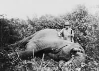 Theodore Roosevelt standing next to dead elephant