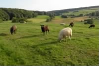Limburg pastures