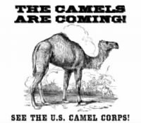 Douglas-the-Camel-Event-Poster-Legal.jpg