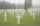 Normandy_Headstones_with_Flags.jpg