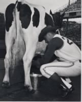 Catfish Hunter Milking cow.jpeg