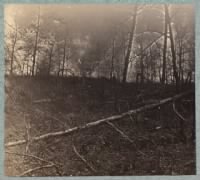 Trees shattered by artillery fire on south side of Plank Road.jpg