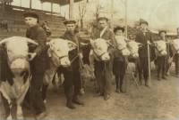 Boys showing prize heifers at a 4-H Fair in Charleston, West Virginia, 1921.jpg