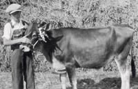 Erling and calf 1934.jpg