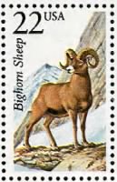 Bighorn Sheep.gif