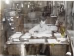 Thumbnail for Uldric Earl Conerly - ID Lab - Saipan -  circa 1948.jpg