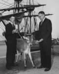 Thumbnail for 4-H Club Member Receives Jersey Calf from Earl Butz.jpg