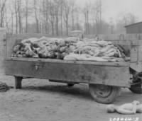 bodies of prisoners of the Nazis Buchenwald concentration camp Weimar Germany 14Apr1945.jpg