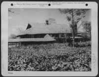 The Last Ferrying Group Operations Building Is Located In The Center Of A Tea Plantation At Chabua, Assam, India.  The Thatched Roof Serves Two Purposes; It Keeps The Interior Cool And Also Serves As Camouflage.  July 1943. - Page 1
