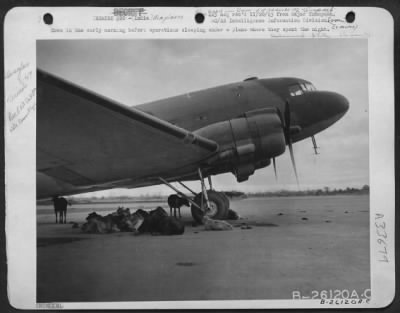 Thumbnail for Consolidated > Cows in the early morning before operations sleeping under a plane where they spent the night. Also used in Press Release "Aerial Burma Road" 1/20/44.