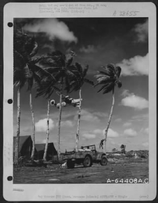 Consolidated > A Consolidated B-24 Libertor Of The 11Th Bomb Group Takes Off From Airstrip On Guam, Marianas Islands, As Sgt. Marvin Hollinger Of Lancaster, Pa., Climbs A Palm Tree To String His Communication Line. January 1945.