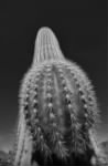 Cactus-ball-at-bottom-671x1024.jpg
