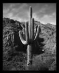 saguaro_cactus_superstition_mountains-01L.jpg