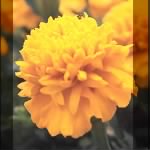 marigold-yellow-flower.jpg