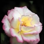 White Rose with Pink Edges.jpg