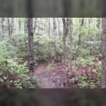 Chancellorsville Wilderness