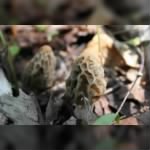 Morels